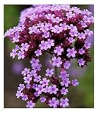 BALDUR Garten Argentinisches Eisenkraut,3 Pflanzen Verbena bonariensis bienenfreundlich, winterharte Staude, mehrjährig, für Standort in der Sonne geeignet, blü