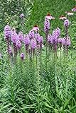 Liatris spicata 'Floristan Violett' - Prachtscharte, Winterhart, Mehrjährige Gartenstaude, Bienenfreundlich, P 0,5 Top