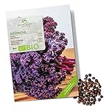BIO Grünkohl Samen (Redbor, 25 Korn) - Grünkohl Saatgut aus biologischem Anbau ideal für die Anzucht im Garten, Balkon oder T