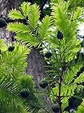 Echte Sumpfzypresse Taxodium distichum Pflanze 90-100cm Sumpfeibe Zy