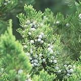 zypressen pflanzen winterhart - samen garten samen deko wohnzimmer modern bio saatgut bonsai baum zypresse samen balkon deko kübelpflanzen winterhart mehrjährig winterharte 150p