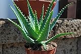 Aloe arborescens,kräftige Heilaloe,12er Topf,ca.25-30cm hoch,anerkannte Heilpflanze!