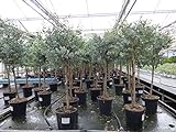 gruenwaren jakubik Eucalyptus Gunni Stamm Eukalyptusbaum, 100-120 cm, Pflanze w