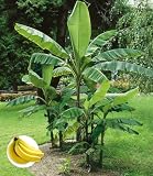 BALDUR Garten 1x Winterharte Banane 'grün', Pflanze im 12 cm-Topf, Faserbanane Bananenbaum Musa basjoo Bananenpflanze, mehrjährige winterharte Staude, Bananen-Früchte essb