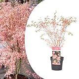 Plant in a Box - Acer Palmatum 'Taylor' - Japanischer Ahorn - winterhart - Baum - Topf 19cm - Höhe 50-60