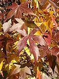 Amerikanischer Amberbaum Liquidambar styraciflua Pflanze 5-10cm Seesternb