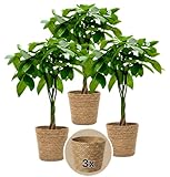 Glückskastanie + 3x Seegraskorb | 3er-Set | Pachira | ca. 40-50 cm | ø 12-15cm Topf | Pflegeleichte Zimmerpflanzen für Wohnung und Büro | Qualität vom Pflanzen Profi | Ideale Raumbegrünung