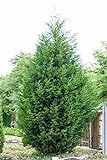 Cupressocyparis leylandii Leyland-Zypresse im Topf gewachsen ca. 60