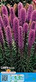 Liatris spicata - Prachtscharte 5 Blumenzwiebeln w