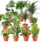 7er-Set-Pflanzenüberraschung | +/- 40-70cm | ø 12-15cm Topf | Pflanzen für Wohnung und Büro, Qualität vom Pflanzen Profi, Schneller Pflanzenversand, Raumbegrünung