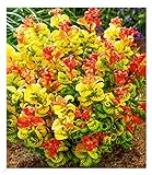 BALDUR Garten Traubenheide 'Curly Gold®', 1 Pflanze, attraktive Blattfärbung, winterhart, pflegeleicht, blühend, Leucothoe axillaris, außergewöhnliches Farbsp