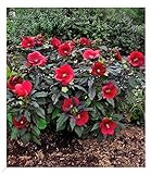 BALDUR Garten Winterharter Hibiskus Summerific® Midnight Marvel, 1 Pflanze, Staudenhibiskus, mehrjährig, Riesenblüten, blühend, Schnittblume, Hib
