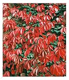 BALDUR Garten Wilder Wein 'Quinquefolia', 1 Pflanze, schnellwachsende Kletterpflanze, trockenresistent, winterhart, bienenfreundlich, Wasserbedarf gering, blühend,