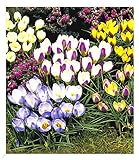 BALDUR Garten Wildkrokus Prachtmischung,75 Zwiebeln Prachtmischung, Crocus chrysanthus Mix, Blumenzwiebeln, winterhart, pflegeleicht, blühend, frühlingsblü
