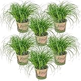 6x Cyperus 'Zumula' - Katzengras - Zimmerpflanze - Haustierfreundlich – ⌀12 cm - 20-25