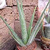 Echte Aloe Vera,medizinisch, 12cm Topf, sehr große Pflanzen mit ca.40 cm Höhe (1Pflanze)