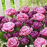 Tulpenzwiebeln Purple Explosion (20 Zwiebeln) exklusive Tulpen aus Holland, winterhart und mehrjährig für Garten, Töpfe, Balkon aus Amsterdam (große Knollen, kein Samen, nicht künstlich)
