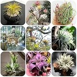 tillandsien - samen stauden winterhart mehrjährig zimmerpflanzen samen bonsai saatgut balkon deko - Seltene Pflanzen - tillandsia kübelpflanzen luftpflanzen echt grünpflanzen hochbeete 300p