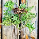 zypressen pflanzen winterhart samen zypresse samen zypressensamen winterfeste pflanzen für balkon garten samen deko wohnzimmer modern winterharte kübelpflanzen bäume garten winterhart 250p