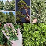 zypressen pflanzen winterhart samen zypressen samen ingarden bonsai bäumchen kaufen winterharte stauden mehrjährig winterharte pflanzen für garten winterfeste pflanzen für balkon 550p