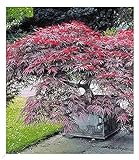BALDUR Garten Japanischer Ahorn 'Burgund', 1 Pflanze, Ahornbaum rote Blätter winterhart, sehr pflegeleicht, Acer palmatum atropurpureum, Fächerahorn-R