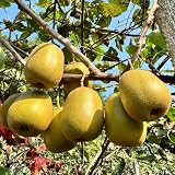 kiwibeeren pflanze samen - säulenobstbäume winterharte pflanzen kiwi pflanze bio saatgut alte sorten saatgut sukkulenten samen extrem winterharte kübelpflanzen obstsamen sukkulenten 100p