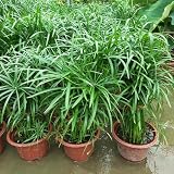 50 pcs Zyperngras Samen, Cyperus Alternifolius, exotische pflanzen samen, biosaatgut kräutergarten küche gartenpflanzen kräuterbeet für die küche pflanzensamen kräuterbeet indoor,