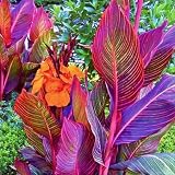 Canna Zwiebeln, mehrjährige krautige Blume, leuchtende Farben, extrem winterhart, dekorative Blume für den Innen- und Außenbereich-1 zwiebel-B