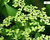 Algenhemmende, winterharte Schwimmpflanze für Teich und Aquarium - Wasserlinsen - Lemna Minor - schnelle Vermehrung - super als Futterpflanze - G