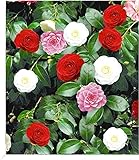 BALDUR Garten Winterharte Garten-Kamelie 'Tricolor', 1 Pflanze, Camellia japonica japanische Kamelie winterhart, Wasserbedarf gering, für Standort im Schatten geeignet, blü