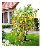 BALDUR Garten Chimären-Goldregen, 1 Pflanze, Laburnocytisus adamii Edel Goldregen, mehrfarbig, winterhart, bienenfreundlich, blühend, Laburnocy