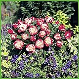 Edelrose Nostalgie® - Stark duftende Rose mit zweifarbiger Rosenblüte in rot & creme-weiß - Winterharte nostalgische Edelrose im 5 Liter Container von Garten Schlüter - Pflanzen in Top Q