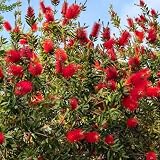Zylinderputzer, gartendeko für draußen Callistemon rigidus, garten geschenke für frauen blühende sträucher winterhart für sonnige plätze 600S