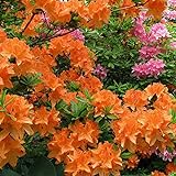 Gardeners Dream Orange Azalee (1 Stk.) - Japanische Rhododendron Pflanze - Immergrüne Azalee Winterhart - Mehrjährig Blühende Winterharte Pflanzen für Garten im Topf - Winterharte Kübelp