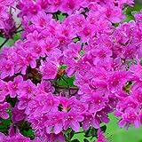 Gardeners Dream Purple Azalee (1 Stk.) - Japanische Rhododendron Pflanze - Immergrüne Azalee Winterhart - Mehrjährig Blühende Winterharte Pflanzen für Garten im Topf - Winterharte Kübelp