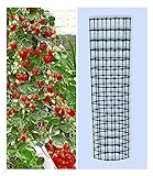 BALDUR Garten Kletter-Erdbeere 'Hummi®' und Dekorativer Rankturm;1 Set Erdbeere mit Rankhilfe, schnellwachsende Klettererdbeeren, selbstfruchtend, winterhart, extra lange & starke Ranken, blü