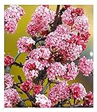 BALDUR Garten Duft-Schneeball 'Dawn', 1 Pflanze, Viburnum bodnantense Winterschneeball, winterhart, mehrjährig, pflegeleicht, blühend, Vanillie Duft, ansp