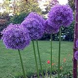 5 pcs allium giganteum pflanze zwiebeln, blumenzwiebeln winterhart dekoration wohnzimmer zierlauch - riesenlauch - Hydrokultur extrem winterharte kübelpflanzen winterfeste p