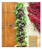 BALDUR Garten Säulenkirsche 'Garden Bing®', 1 Pflanze,Kirschbaum, Prunus avium, winterhart, platzsparende Säule für kleine Gärten, Balkone & T