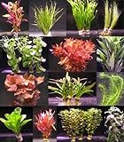 WFW wasserflora 6 verschiedene Bunde mit mehr als 40 Aquarium-Pflanzen - buntes Sortiment für ein 60 Liter Aquarium, Wasserpflanzen für Vorne, Mitte und H