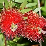 Callistemon 'Red Rocket' von Intragarten Zylinderputzer Strauch Top