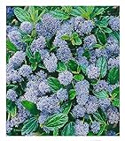 BALDUR Garten immergrüne Säckelblume Blauer Ceanothus 'Blue Mound', 1 Pflanze, Kalifornischer Flieder winterhart, trockenresistent, pflegeleicht, Wasserbedarf gering, blü