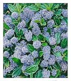 BALDUR Garten immergrüne Säckelblume Blauer Ceanothus 'Blue Mound', 1 Pflanze, Kalifornischer Flieder winterhart, trockenresistent, pflegeleicht, Wasserbedarf gering, blü