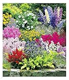 BALDUR Garten Buntes Staudenbeet 'Multi-Colour', 12 Pflanzen, Staudengarten, Stauden-Sortiment, 3X Rittersporn, Schleierkraut, Phlox, Sonnenhut, Prachtscharte, Astilben, Schafgarbe & Kug