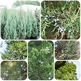 zypressen pflanzen winterhart - samen dachbegrünung baumsamen topfpflanzen steingartenpflanzen winterhart gartenpflanzen exotische samen winterharte kübelpflanzen deko pflanze 500p