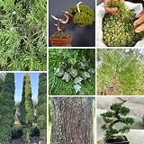 zypressen pflanzen winterhart samen topfpflanzen zypresse samen gartenpflanzen exotische samen - Seltene pflanzen serie - winterfeste pflanzen für balkon dachbegrünung baumsamen 400p