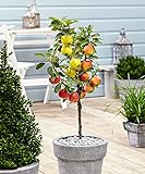 Plant in a Box - Trio-Apfelbaum - 3 Apfelsorten an 1 Baum - Malus Elstar, Malus Jonagored, Malus Golden Delicious - Obstbaum - Topf 17cm - Höhe 60-70
